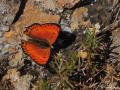 Lycaena asabinus (Anadolu Ateşgüzeli)